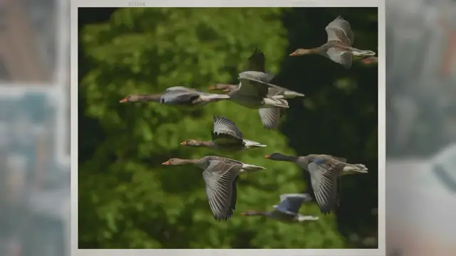 Video thumbnail for Are Geese White?