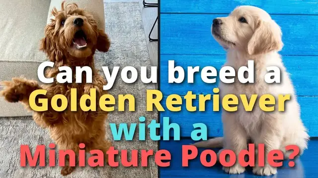 Video thumbnail for Can You Breed a Golden Retriever With a Miniature Poodle?