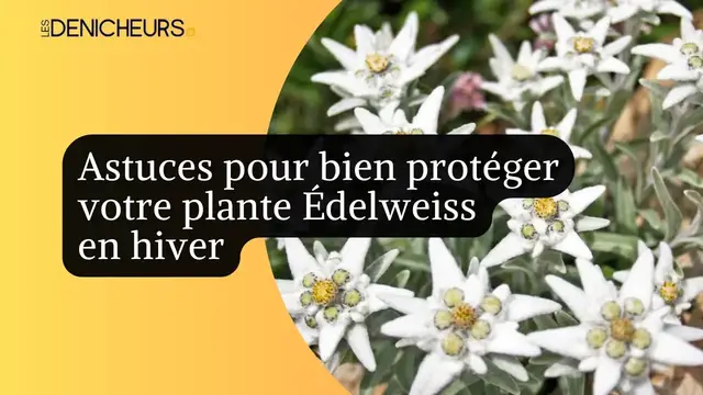 Video thumbnail for 🌷🌷 Édelweiss en hiver : Les astuces imparables pour sa protection et son entretien facile  🌷🌷