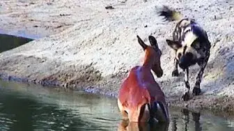 Video thumbnail for Wild Dogs Hunt & Kill Pregnant Impala