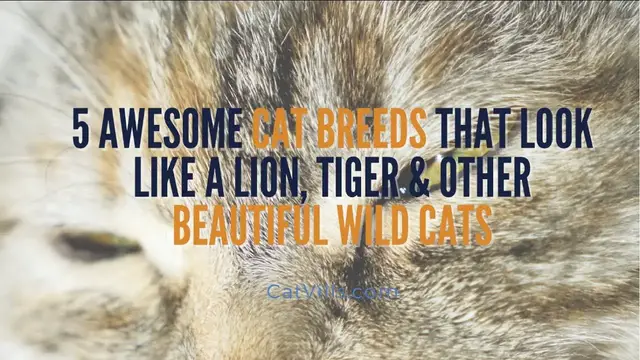 Video thumbnail for 7 AWESOME CAT BREEDS THAT LOOK LIKE A LION, TIGER & OTHER BEAUTIFUL WILDCATS