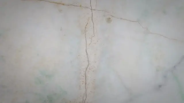 Video thumbnail for Pineapple Green Cheek Conure Parrot Information