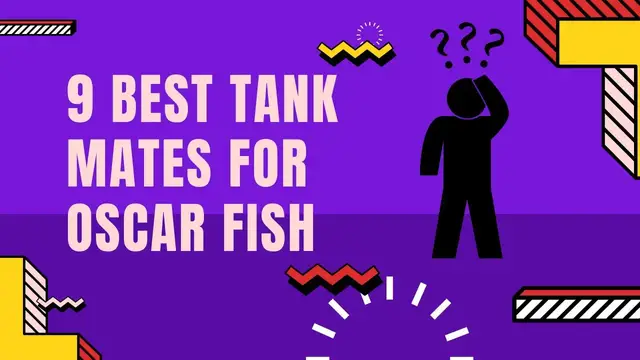 'Video thumbnail for Best Oscar Fish Tank Mates'