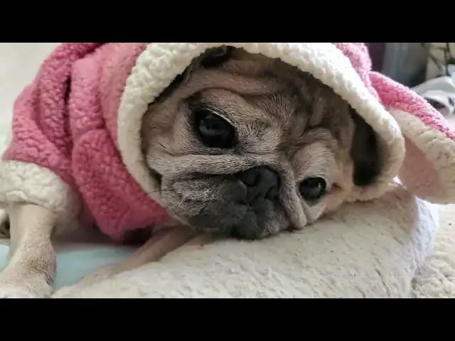 Video thumbnail for 곰의 탈을 쓴 강아지
