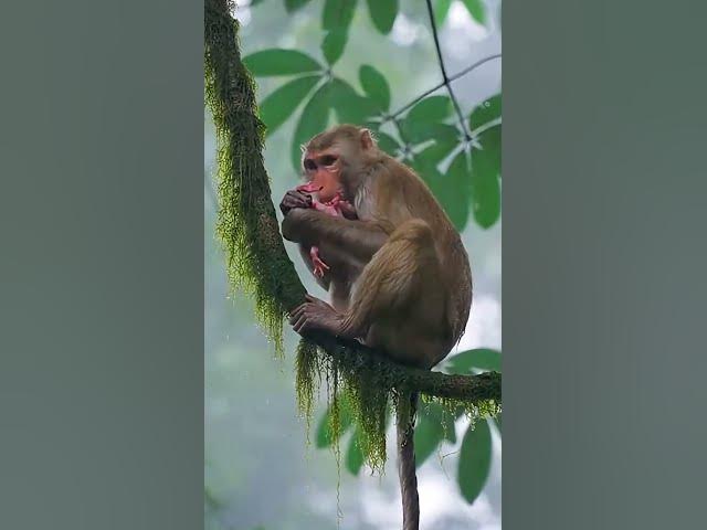 Video thumbnail for #wildliferescue  #naturedocumentary  #monkeybirth  #animaldrama  #survivalstory