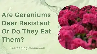 Video thumbnail for Are Geraniums Deer Resistant Or Do They Eat Them?