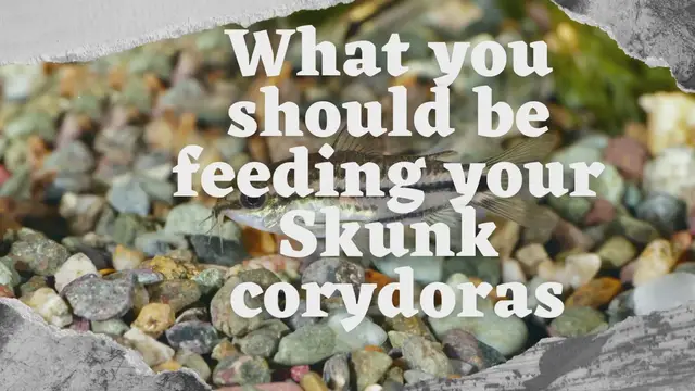 Video thumbnail for What you should be feeding your skunk corydora