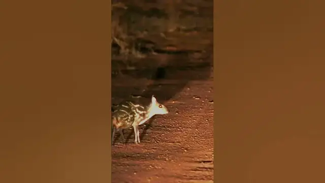 Video thumbnail for Smallest Deer in Sri Lanka #shorts