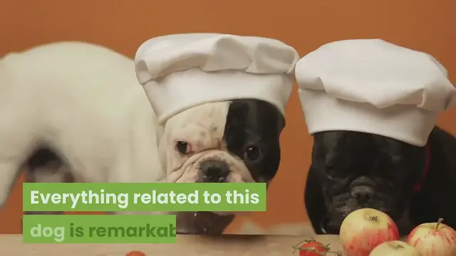 'Video thumbnail for how-to-clean-your-french-bulldogs-face-folds'