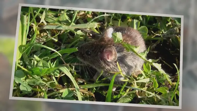'Video thumbnail for What Do Voles Eat? 10 Foods They Destroy!'