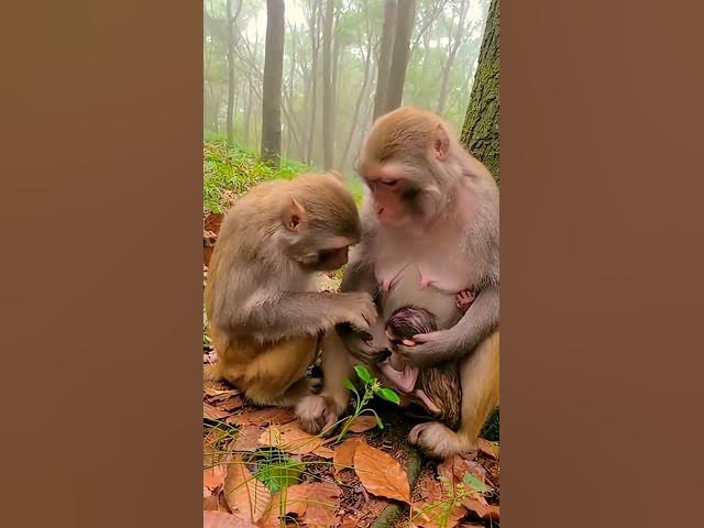 Video thumbnail for #wildlife #animalfamily #monkey  #newborn #nature #emotional #cuteanimals