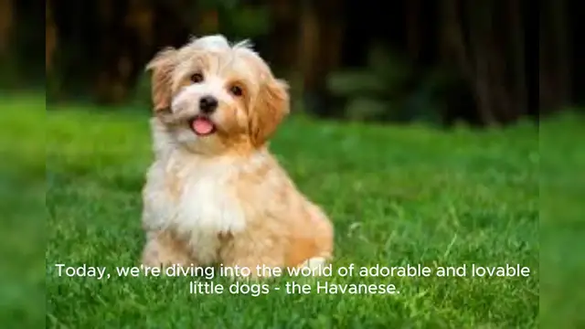 Video thumbnail for Havanese