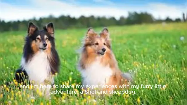 Video thumbnail for Shetland Sheepdog