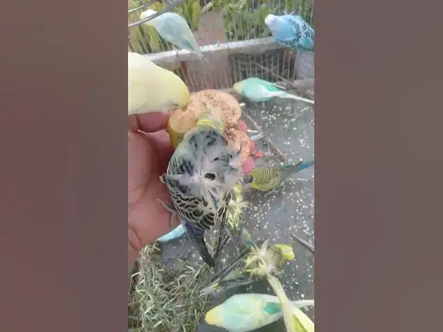 Video thumbnail for 🛍️日本で見つけたインコ注目アイテム🐦✨ #おすすめ 🛍️