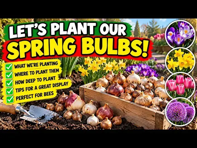 Video thumbnail for How to Plant Spring Bulbs in Autumn 🌷 | Daffodils, Tulips & Crocuses