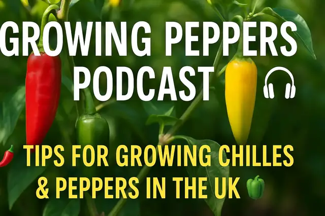 'Video thumbnail for Growing Peppers Podcast | Tips for Growing Chillies & Peppers in the UK'