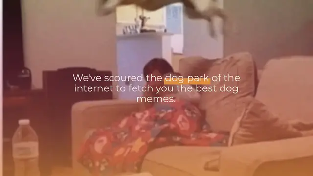 Video thumbnail for The Best Dog Memes: A Howl-arious Collection