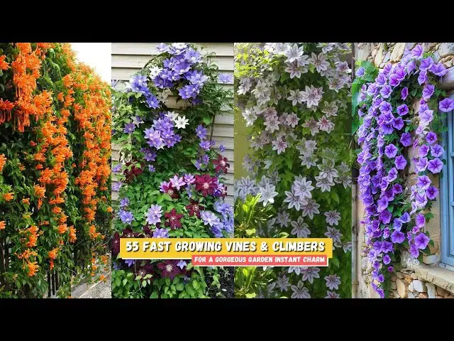 'Video thumbnail for 55 Fast Growing Vines & Climbers for a Gorgeous Garden Instant Charm'
