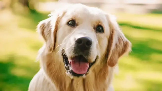 Video thumbnail for The Most Affectionate Dog Breeds That Love To Cuddle