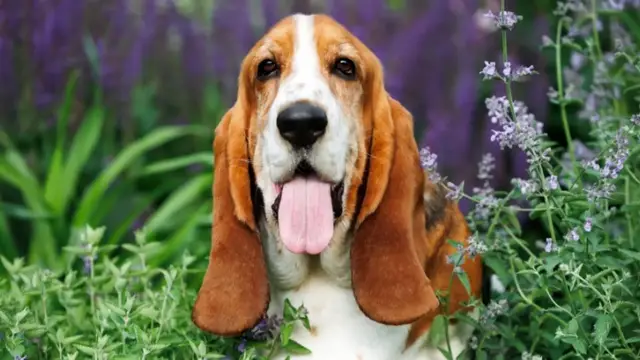 Video thumbnail for The Smelliest Dog Breeds That Owners Still Love