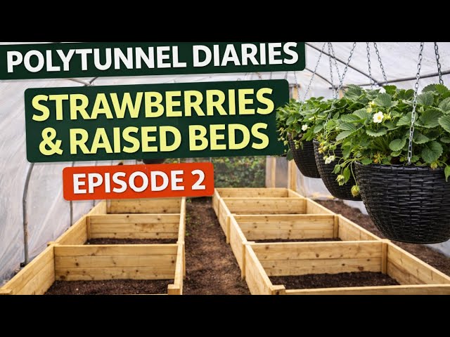 Video thumbnail for What to Grow in a Polytunnel and How to Use One
