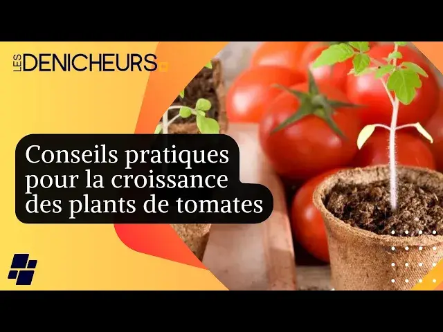 Video thumbnail for Comment réussir les semis de tomates ? techniques et conseils pratiques