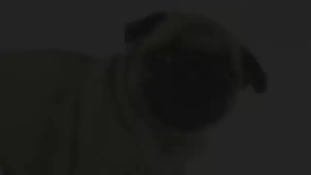 'Video thumbnail for ¿Cómo Castigar a un Perro?'