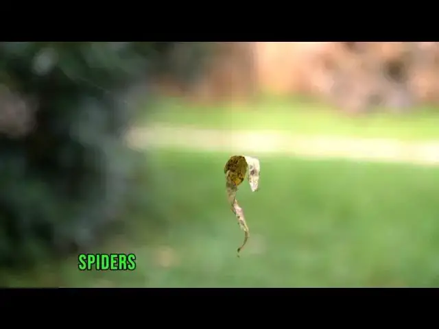 Video thumbnail for "Web of Wonder: 10 Fascinating Spider Fun Facts You Won't Believe!"