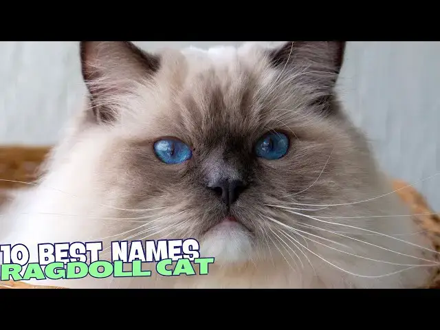 Video thumbnail for 10 Best Names for Ragdoll Cats 😻