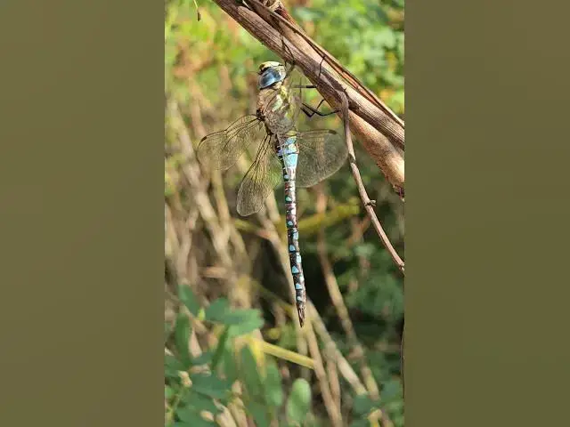 Video thumbnail for Curious dragonfly😍😘🥰#shorts