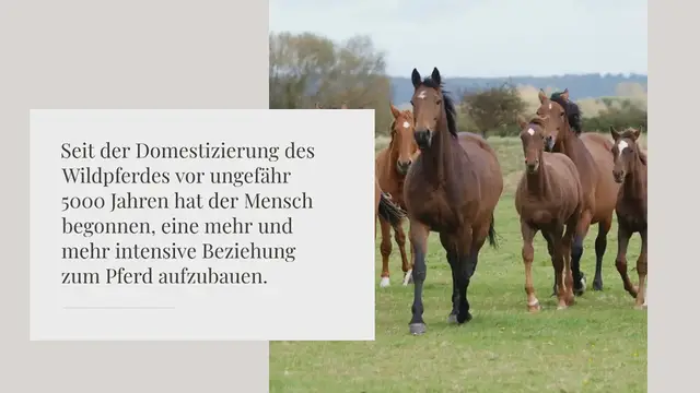 Video thumbnail for Wie alt werden Pferde?