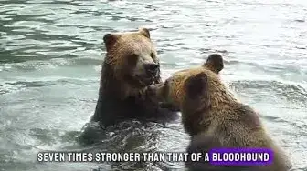 Video thumbnail for "Unraveling the Mysteries of Bears: Incredible Encounters and Survival Stories!"