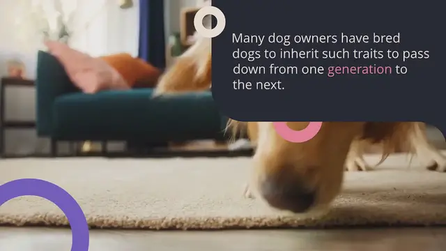 Video thumbnail for Why do dogs like playing ?