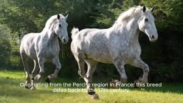 Video thumbnail for Percheron Horse