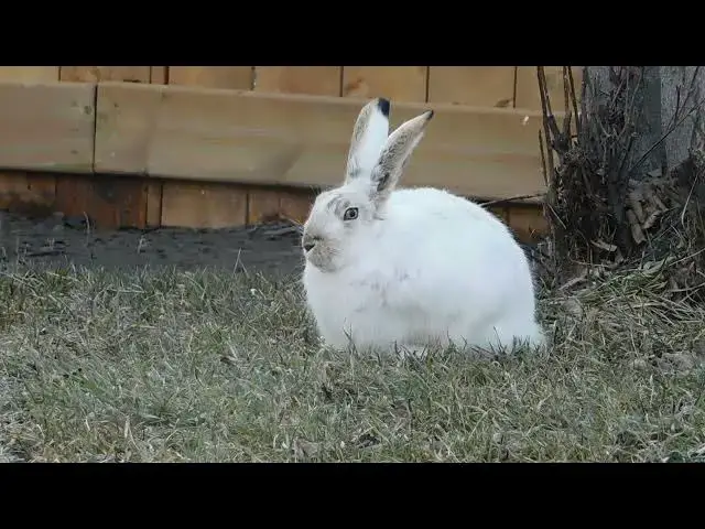 Video thumbnail for April 20, 2025