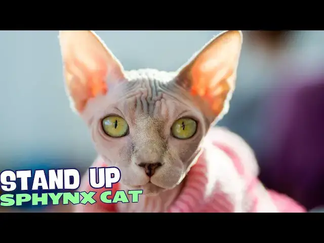 Video thumbnail for 10 Reasons Why You Should NEVER Own a Sphynx Cat 😺