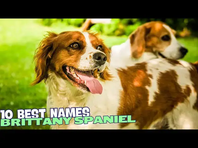 Video thumbnail for 10 Best Names for Brittany Spaniels 🐾