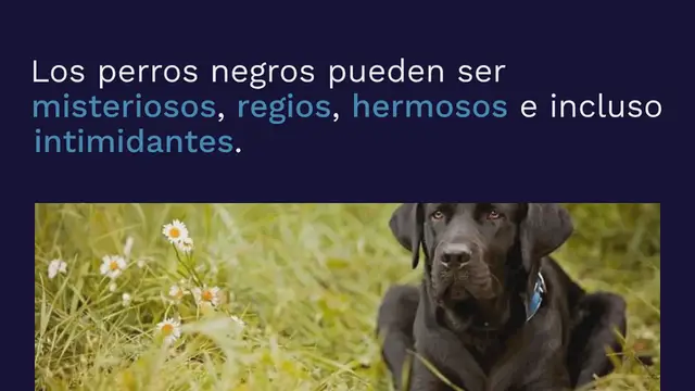 Video thumbnail for 21 razas de perros negros (¡con fotos!)