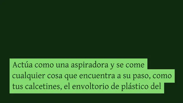 Video thumbnail for ¿Por qué los perros comen caca de conejo?