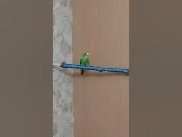 Video thumbnail for Curious budgie😍😘🥰#shorts
