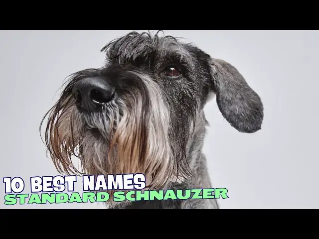 Video thumbnail for 🐾 10 Best Names for Standard Schnauzers 🐕