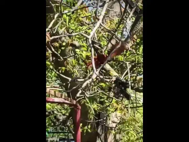 Video thumbnail for Curious squirrel😍😘🥰#shorts