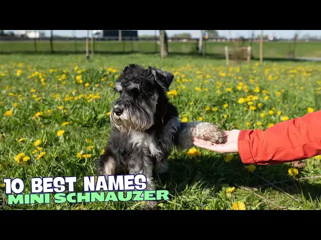 Video thumbnail for 🐾 10 Best Names for Mini Schnauzers 🐕