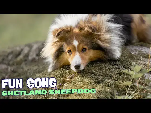 Video thumbnail for ?? Sheppy the Sheepdog/Fun Song about Shetland Sheepdog ??