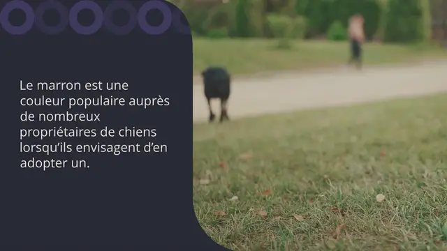 Video thumbnail for Plus de 200 noms pour votre chien marron