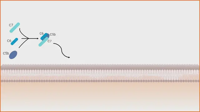 'Video thumbnail for Formation of the Membrane Attack Complex (MAC) Animation'