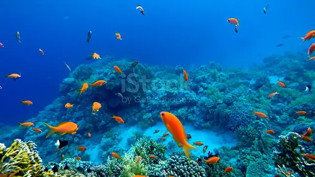 'Video thumbnail for FISH WATCH VIDEO'