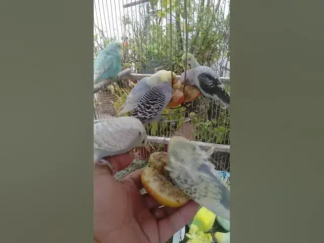 Video thumbnail for 🛍️日本で話題のインコ生活グッズ🐦✨ #おすすめ 🛍️