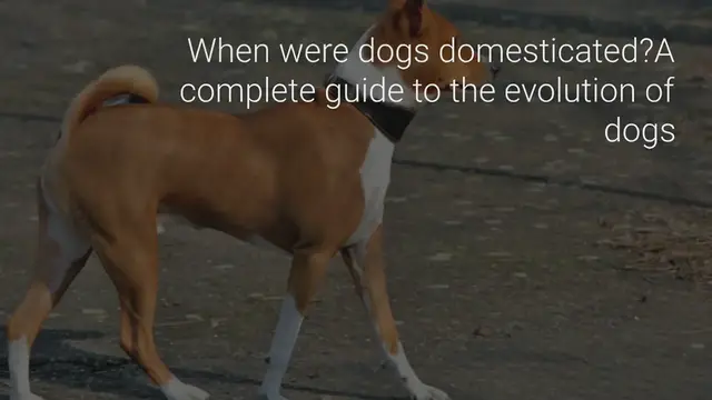 Video thumbnail for When were dogs domesticated? A complete guide to the evolution of dogs
