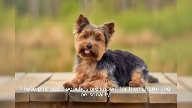 Video thumbnail for Yorkshire Terrier